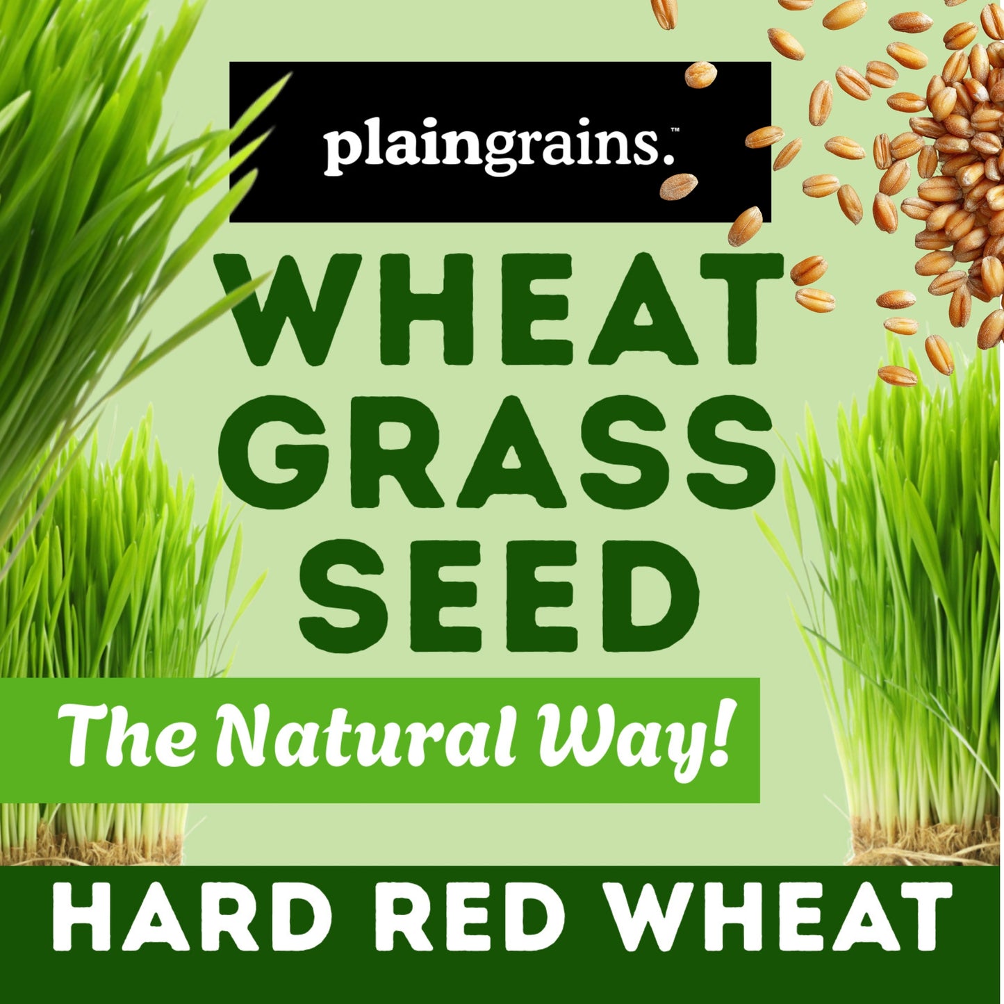 1.5 LB Wheatgrass Seeds - The Natural Way | Single Box w/ 4 Packets