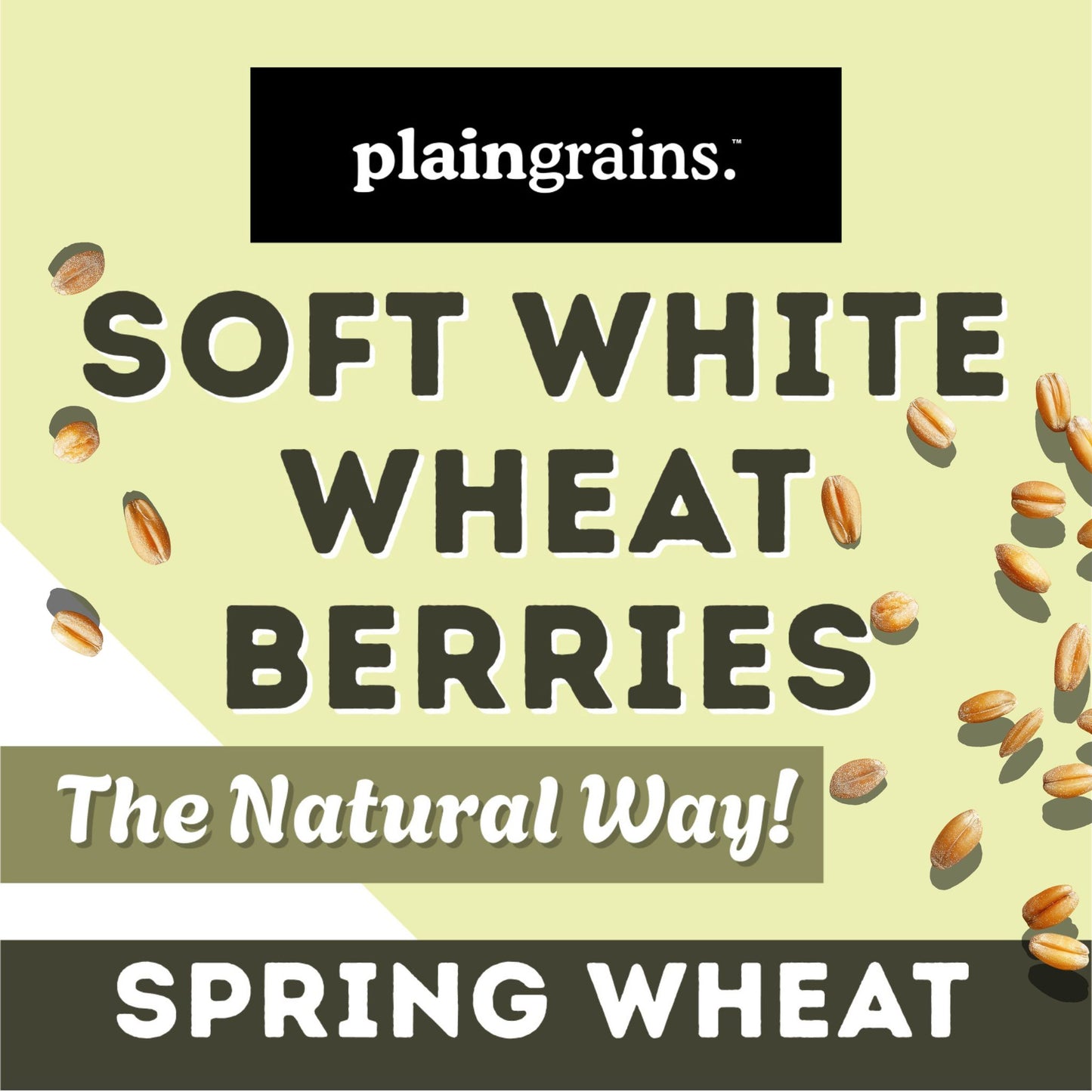 5.5 LB Dry Organic Soft White Spring Wheat Berries | Single Box