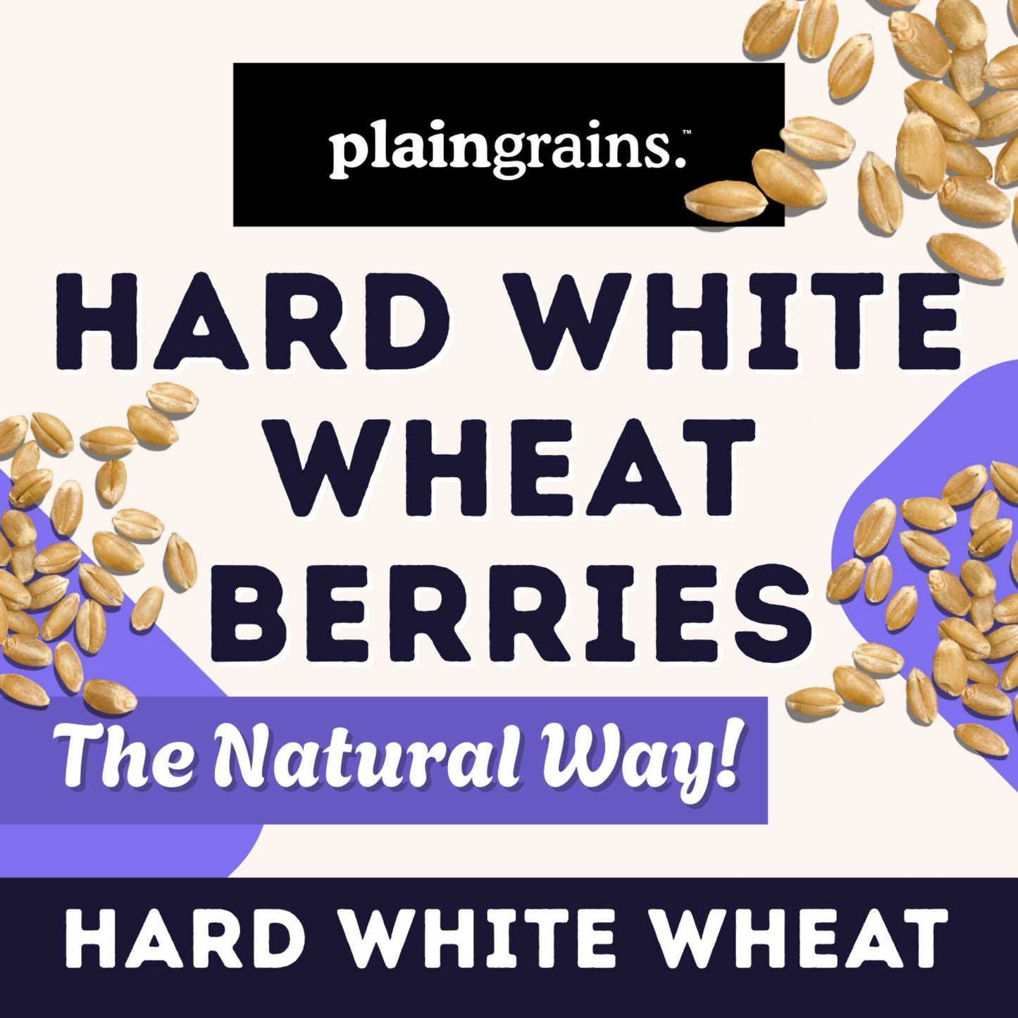 5.5 LB Dry Organic Hard White Winter Wheat Berries | Single Box