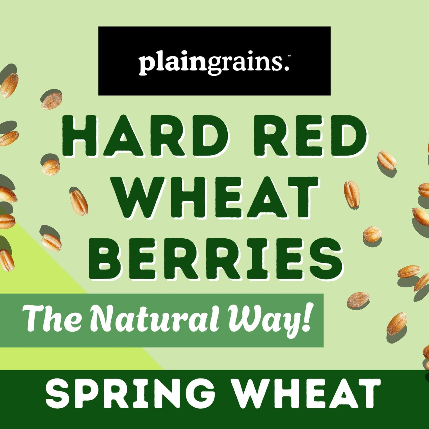 5.5 LB Dry Organic Hard Red Spring Wheat Berries | Single Box