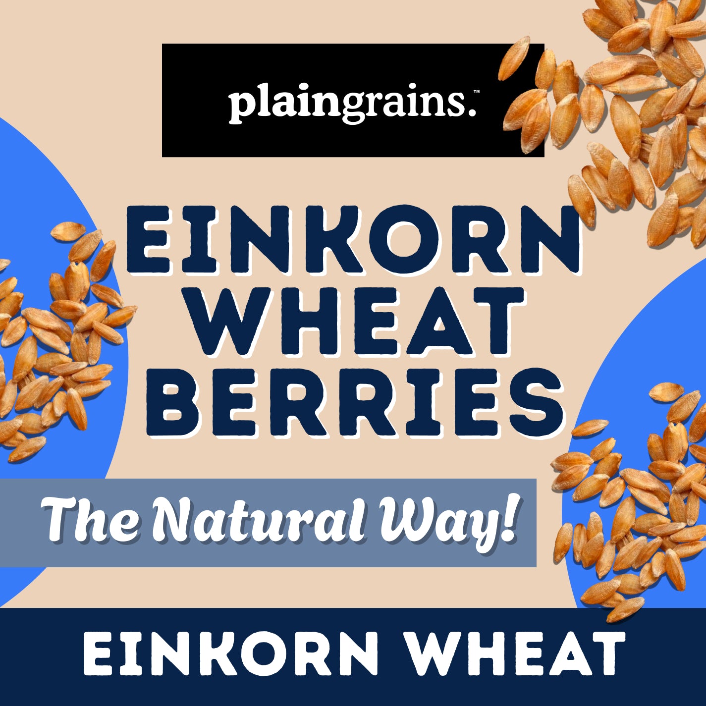 2.5 LB Dry Organic Einkorn Wheat Berries - The Natural Way | Single Box