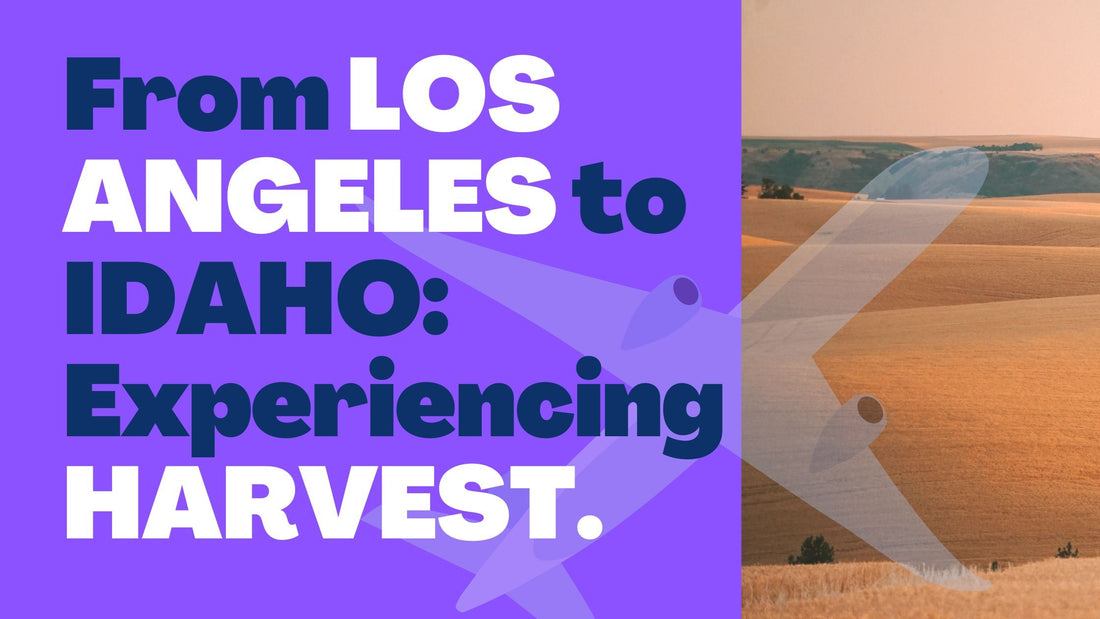 From Los Angeles to Idaho: Experiencing Harvest