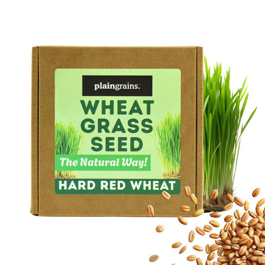 1.5 LB Wheatgrass Seeds - The Natural Way | Single Box w/ 4 Packets