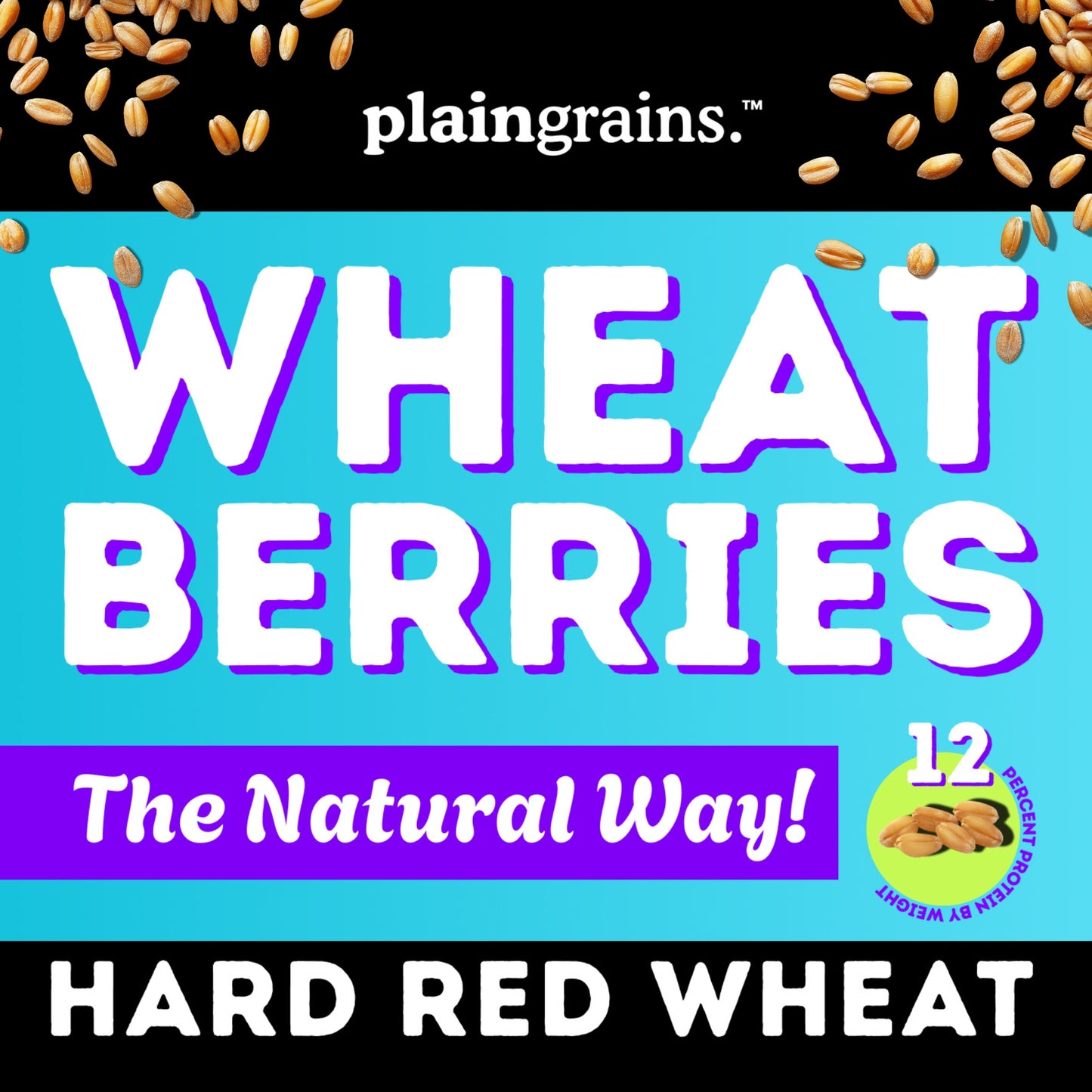 5.5 LB Dry Organic Hard Red Winter Wheat Berries | Single Box