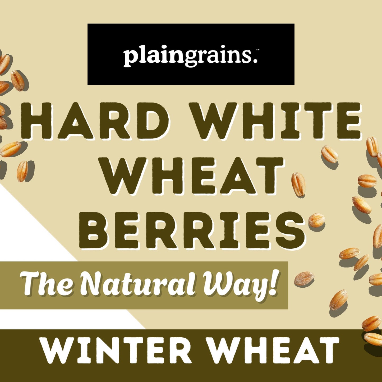 5.5 LB Dry Organic Hard White Winter Wheat Berries | Single Box