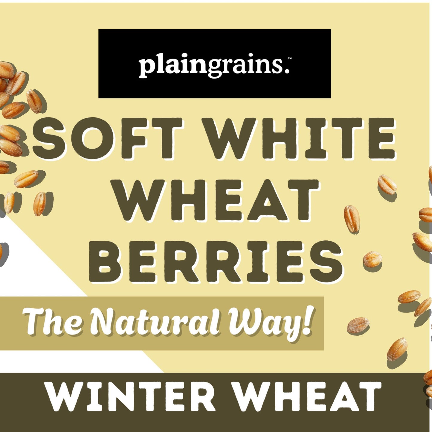 5.5 LB Dry Organic Soft White Winter Wheat Berries | Single Box