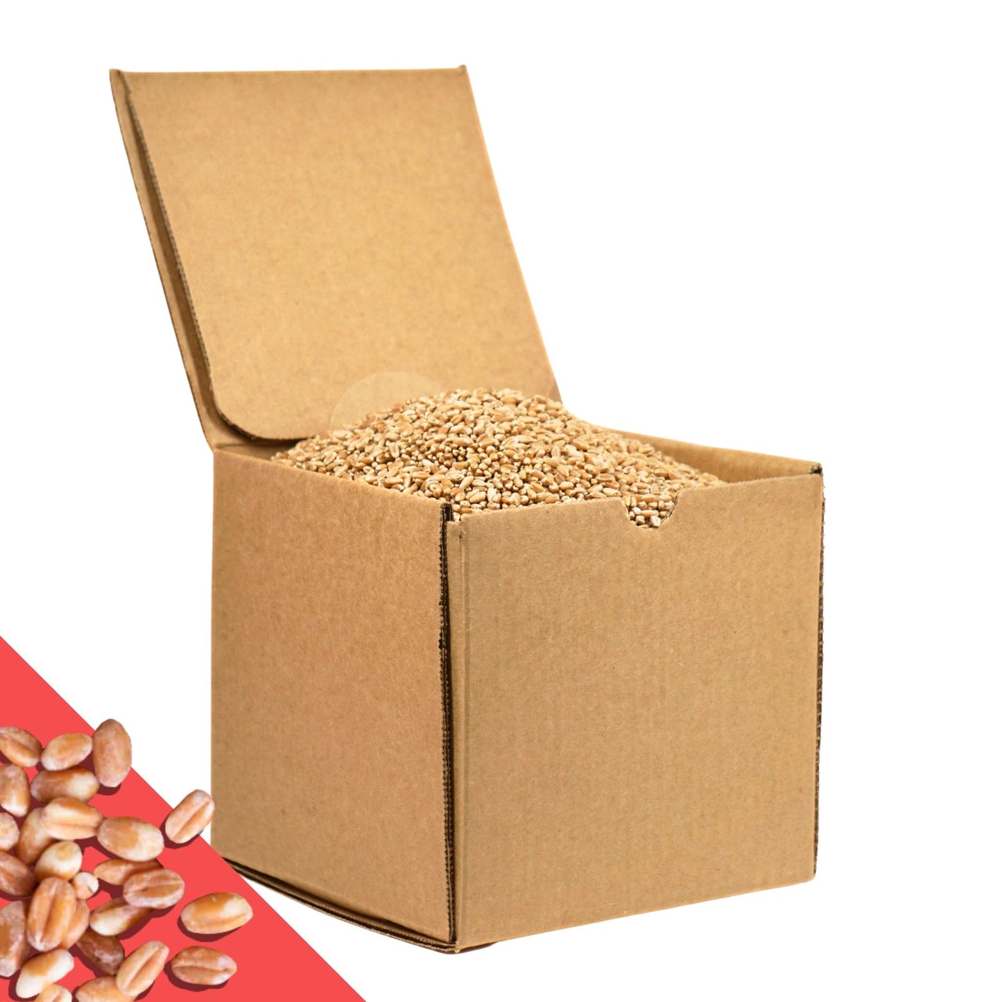 5.5 LB Dry Hard Red Winter Wheat Berries | Single Box