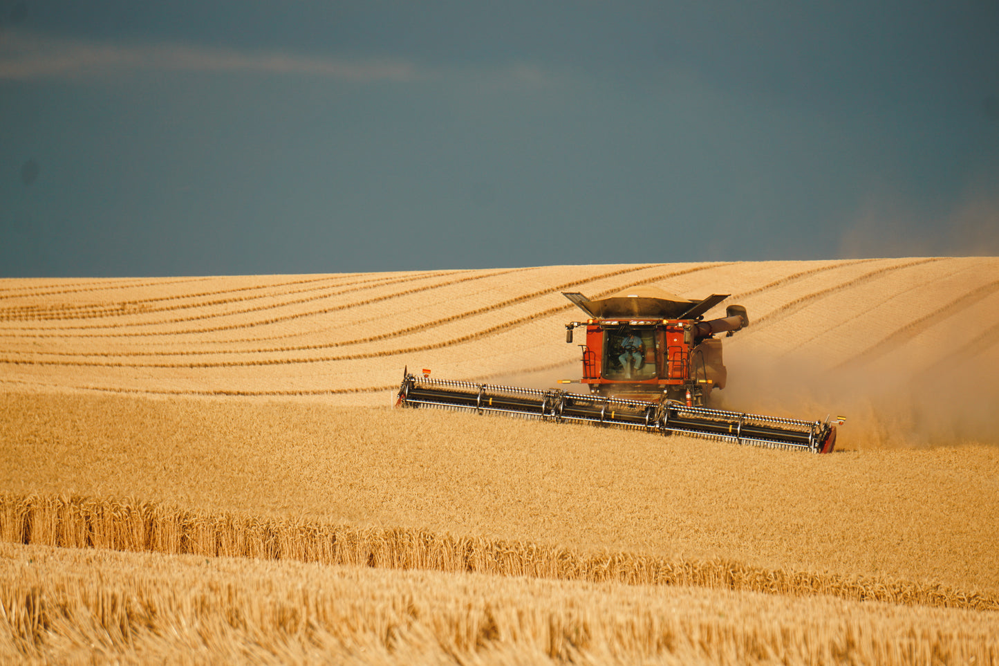 Front of Combine Harvesting Wheat Berries with Chaff Blowing from the Back 